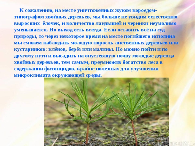  К сожалению, на месте уничтоженных жуком короедом-типографом хвойных деревьев, мы больше не увидим естественно выросших ёлочек, и количество ландышей и черники неумолимо уменьшается. Но выход есть всегда. Если оставить всё на суд природы, то через некоторое время на месте погибшего исполина мы сможем наблюдать молодую поросль лиственных деревьев или кустарников: клёнов, берёз или малины. Но можно пойти и по другому пути и высадить на опустевшую почву молодые деревца хвойных деревьев, тем самым, преумножив богатство леса в содержании фитонцидов, крайне полезных для улучшения микроклимата окружающей среды. 