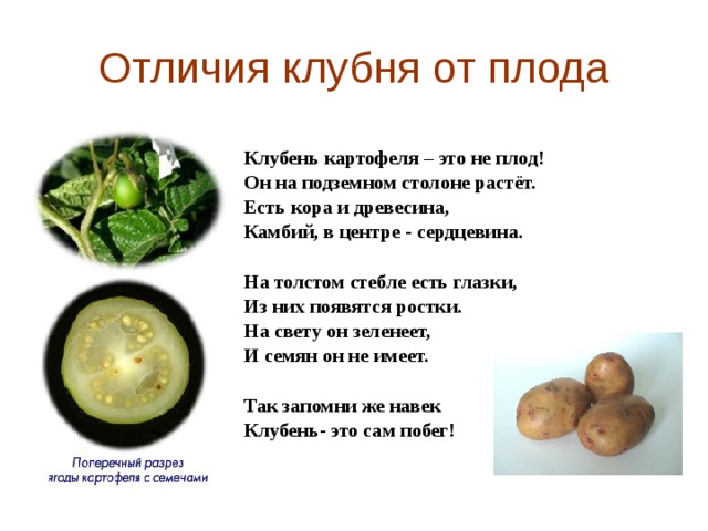 Отличия клубня от плода Клубень картофеля – это не плод! Он на подземном столоне растёт. Есть кора и древесина, Камбий, в центре - сердцевина.  На толстом стебле есть глазки, Из них появятся ростки. На свету он зеленеет, И семян он не имеет.  Так запомни же навек Клубень- это сам побег! 