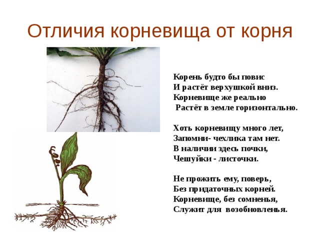 Отличия корневища от корня Корень будто бы повис И растёт верхушкой вниз. Корневище же реально  Растёт в земле горизонтально.  Хоть корневищу много лет, Запомни- чехлика там нет. В наличии здесь почки, Чешуйки - листочки.  Не прожить ему, поверь, Без придаточных корней. Корневище, без сомненья, Служит для  возобновленья. 