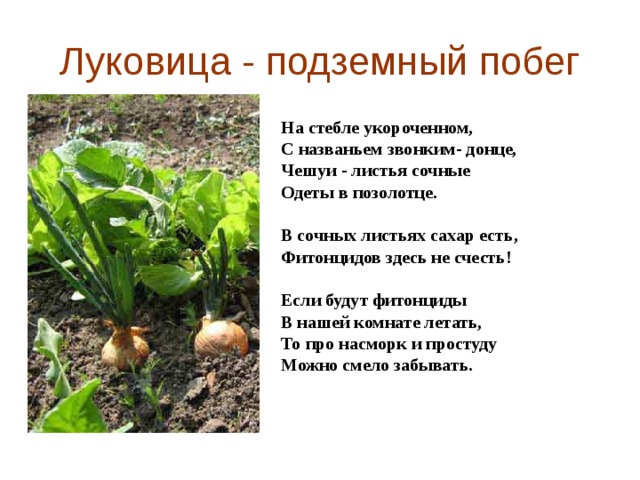 Луковица - подземный побег На стебле укороченном, С названьем звонким- донце, Чешуи - листья сочные Одеты в позолотце.  В сочных листьях сахар есть, Фитонцидов здесь не счесть!  Если будут фитонциды В нашей комнате летать, То про насморк и простуду Можно смело забывать. 