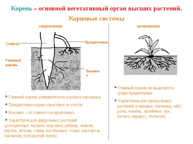 Корень – основной вегетативный орган высших растений. Корневые системы мочковатая стержневая Придаточные Стебель Главный корень Боковые Главный корень не выделяется среди придаточных Характерна для однодольных растений (злаковые: пшеница, овёс, рожь, ячмень; лилейные: лук, чеснок, нарцисс, тюльпан). Главный корень развивается из корешка зародыша Придаточные корни отрастают от стебля Боковые – от главного и задаточных Характерна для двудольных растений (розоцветные: малина, морошка, рябина, вишня, персик, яблоня, слива; паслёновые: томат, картофель, баклажан, болгарский перец). 