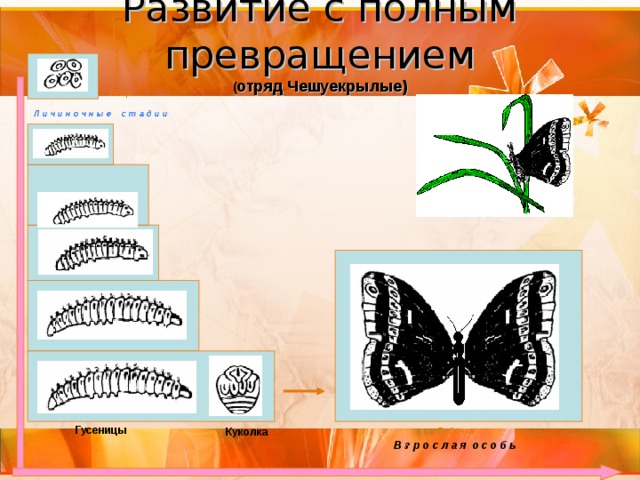 Развитие с полным превращением  ( отряд Чешуекрылые ) Яйца Л и ч и н о ч н ы е с т а д и и  Гусеницы Куколка Бабочка К В з р о с л а я о с о б ь 