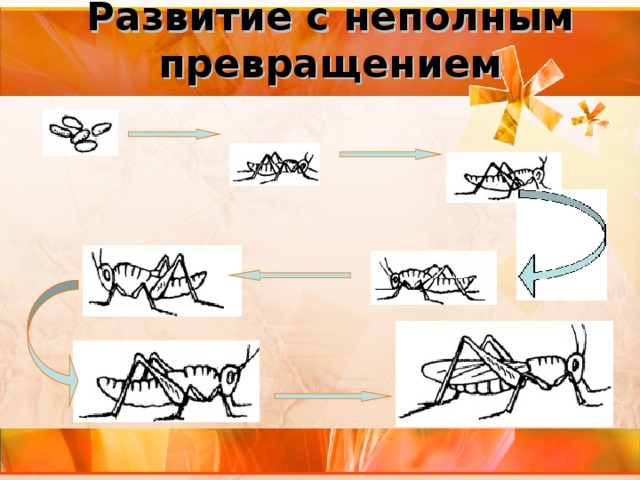 Развитие с неполным превращением 