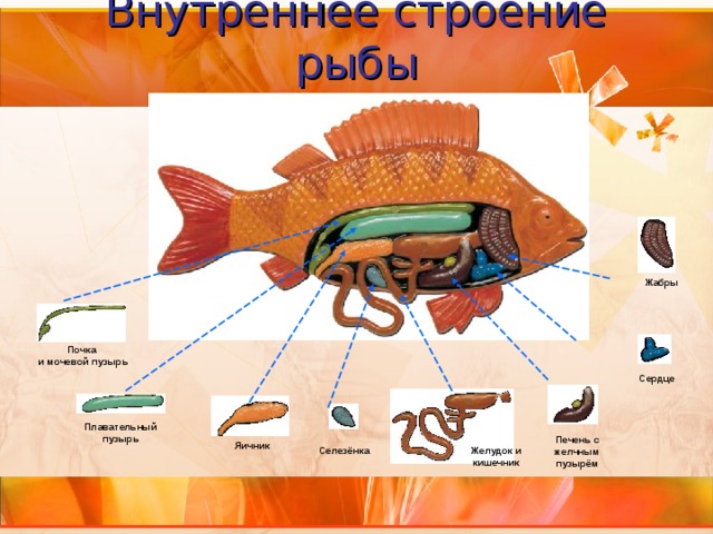 Внутреннее строение рыбы Жабры Почка и мочевой пузырь Сердце Плавательный пузырь Печень с желчным пузырём Яичник Селезёнка Желудок и кишечник 