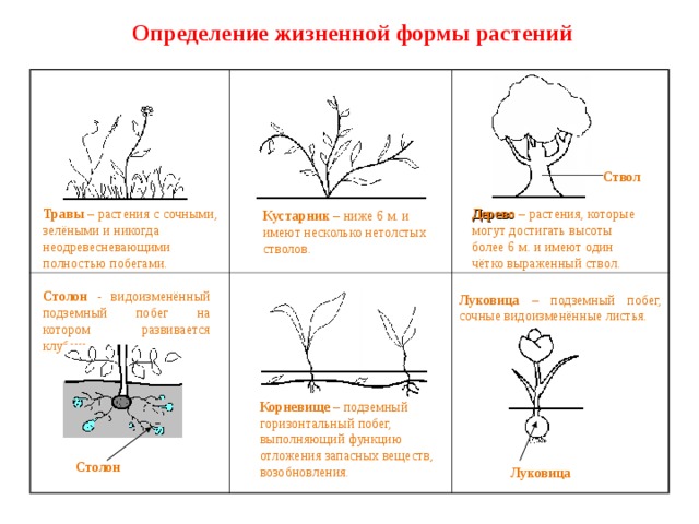 Определение жизненной формы растений  Луковица – подземный побег, сочные видоизменённые листья. Ствол Дерево – растения, которые могут достигать высоты более 6 м. и имеют один чётко выраженный ствол. Травы – растения с сочными, зелёными и никогда неодревесневающими полностью побегами. Кустарник – ниже 6 м. и имеют несколько нетолстых стволов. Столон - видоизменённый подземный побег на котором развивается клубень. Корневище – подземный горизонтальный побег, выполняющий функцию отложения запасных веществ, возобновления. Столон Луковица 10 