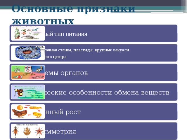 Основные признаки животных Гетеротрофный тип питания Отсутствует клеточная стенка, пластиды, крупные вакуоли. Наличие клеточного центра Есть системы органов Специфические особенности обмена веществ Ограниченный рост Четкая симметрия 