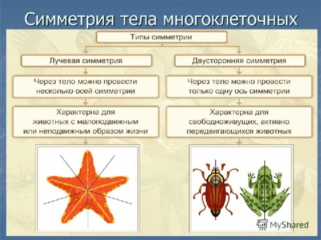 Симметрия тела у животных 