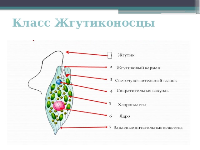 Класс Жгутиконосцы 