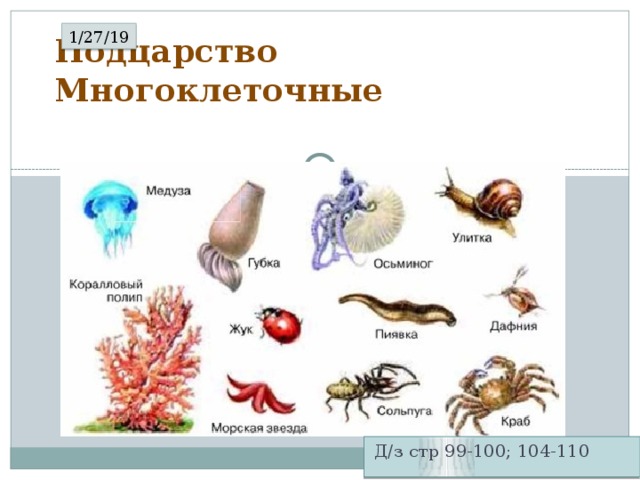 1/27/19 Подцарство Многоклеточные   Д/з стр 99-100; 104-110 