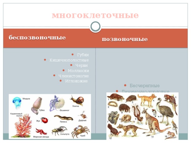 многоклеточные беспозвоночные позвоночные Губки Кишечнополостные Черви Моллюски Членистоногие Иглокожие Бесчерепные Личиночно-хордовые Черепные 