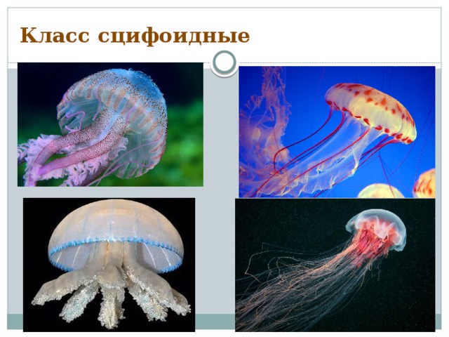Класс сцифоидные 