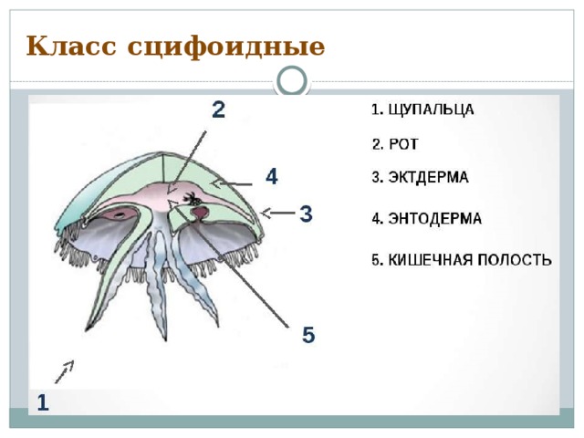 Класс сцифоидные 