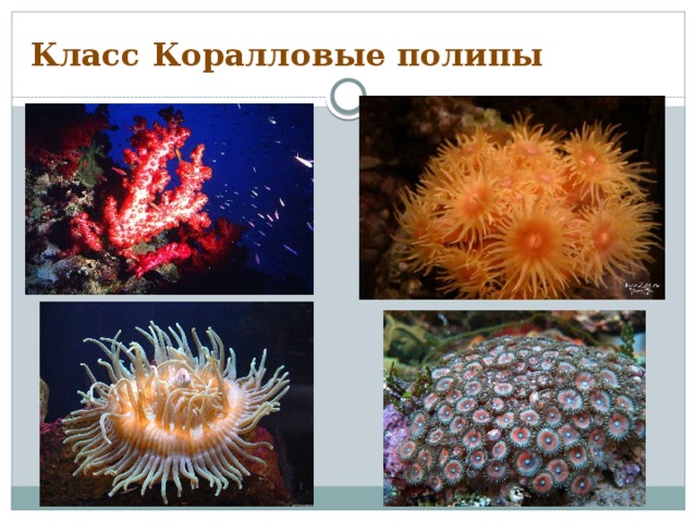 Класс Коралловые полипы 