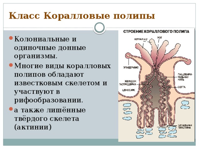 Класс Коралловые полипы Колониальные и одиночные донные организмы. Многие виды коралловых полипов обладают известковым скелетом и участвуют в рифообразовании. а также лишённые твёрдого скелета (актинии) 