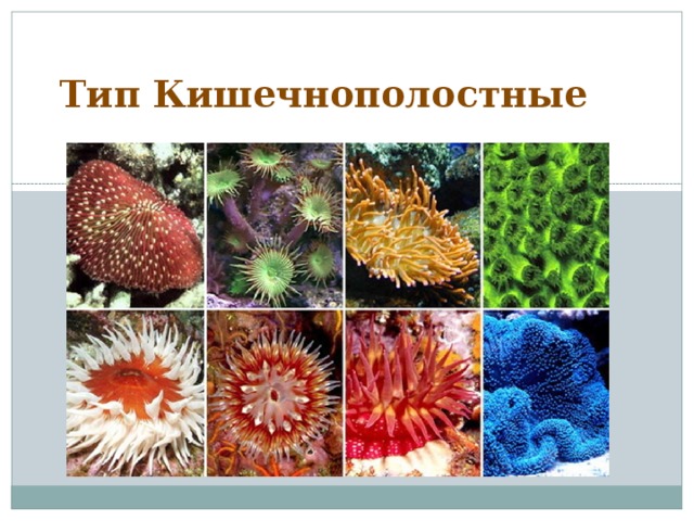 Тип Кишечнополостные 