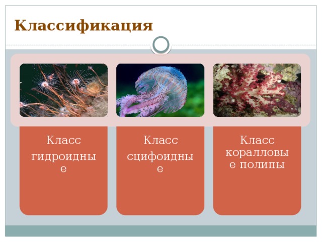Класс гидроидные Класс сцифоидные Класс коралловые полипы Классификация 