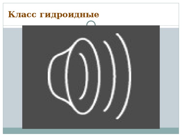 Класс гидроидные 