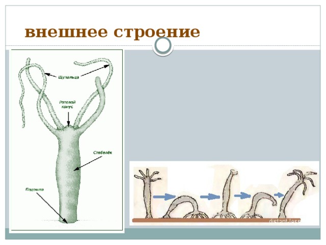  внешнее строение 