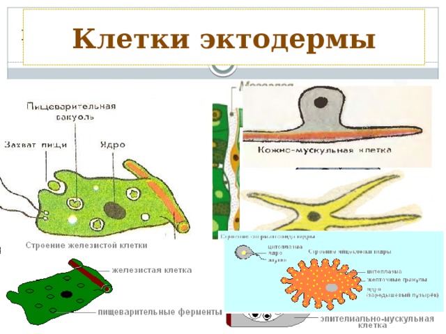 Клетки эктодермы клеточное строение 