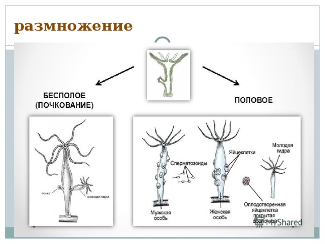 размножение 