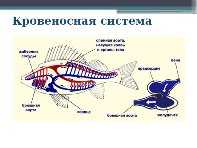 Кровеносная система 