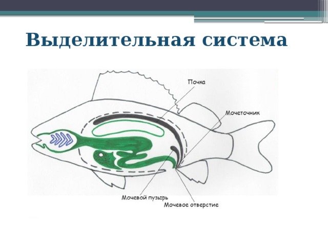 Выделительная система 