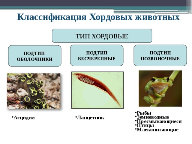 Классификация Хордовых животных ТИП ХОРДОВЫЕ ПОДТИП  БЕСЧЕРЕПНЫЕ ПОДТИП ПОЗВОНОЧНЫЕ   ПОДТИП ОБОЛОЧНИКИ Рыбы Земноводные Пресмыкающиеся Птицы Млекопитающие Ланцетник Асцидии 