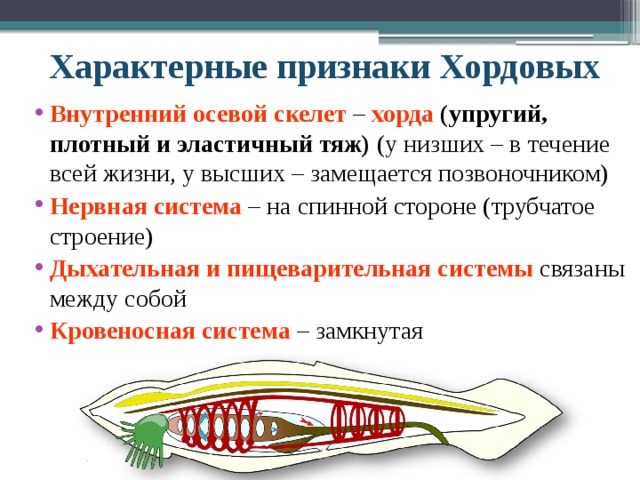 Характерные признаки Хордовых Внутренний осевой скелет – хорда (упругий, плотный и эластичный тяж) (у низших – в течение всей жизни, у высших – замещается позвоночником) Нервная система – на спинной стороне (трубчатое строение) Дыхательная и пищеварительная системы связаны между собой Кровеносная система – замкнутая 
