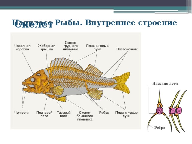 Надкласс Рыбы. Внутреннее строение Скелет 