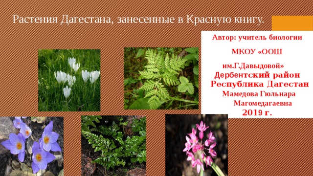 Растения Дагестана, занесенные в Красную книгу. Автор: учитель биологии МКОУ «ООШ им.Г.Давыдовой »    Дербен тский район  Республика Дагестан  Мамедова Гюльнара  Магомедагаевна  201 9 г. 