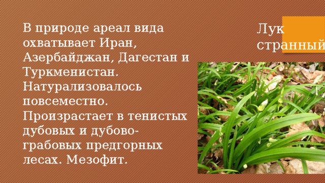 В природе ареал вида охватывает Иран, Азербайджан, Дагестан и Туркменистан. Натурализовалось повсеместно. Произрастает в тенистых дубовых и дубово-грабовых предгорных лесах. Мезофит. Лук странный 
