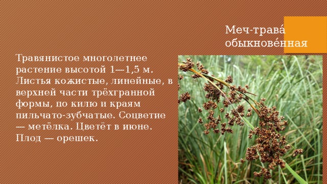 Меч-трава́ обыкнове́нная Травянистое многолетнее растение высотой 1—1,5 м. Листья кожистые, линейные, в верхней части трёхгранной формы, по килю и краям пильчато-зубчатые. Соцветие — метёлка. Цветёт в июне. Плод — орешек. 