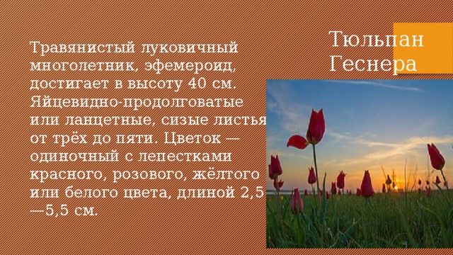 Тюльпан Геснера Травянистый луковичный многолетник, эфемероид, достигает в высоту 40 см. Яйцевидно-продолговатые или ланцетные, сизые листья от трёх до пяти. Цветок — одиночный с лепестками красного, розового, жёлтого или белого цвета, длиной 2,5—5,5 см. 