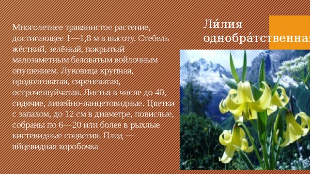Ли́лия однобра́тственная Многолетнее травянистое растение, достигающее 1—1,8 м в высоту. Стебель жёсткий, зелёный, покрытый малозаметным беловатым войлочным опушением. Луковица крупная, продолговатая, сиреневатая, острочешуйчатая. Листья в числе до 40, сидячие, линейно-ланцетовидные. Цветки с запахом, до 12 см в диаметре, повислые, собраны по 6—20 или более в рыхлые кистевидные соцветия. Плод — яйцевидная коробочка 