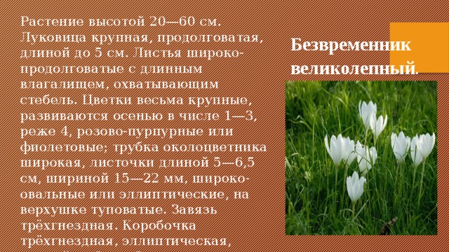Растение высотой 20—60 см. Луковица крупная, продолговатая, длиной до 5 см. Листья широко-продолговатые с длинным влагалищем, охватывающим стебель. Цветки весьма крупные, развиваются осенью в числе 1—3, реже 4, розово-пурпурные или фиолетовые; трубка околоцветника широкая, листочки длиной 5—6,5 см, шириной 15—22 мм, широко-овальные или эллиптические, на верхушке туповатые. Завязь трёхгнездная. Коробочка трёхгнездная, эллиптическая, длиной до 3 см. Семена округлые, коричневые, диаметром до 2—3 мм. Безвременник великолепный .     