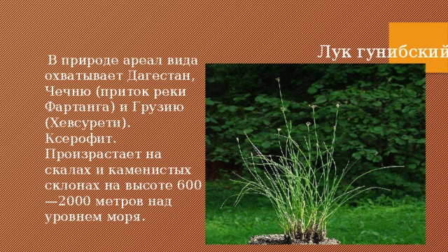 Лук гунибский  В природе ареал вида охватывает Дагестан, Чечню (приток реки Фартанга) и Грузию (Хевсурети). Ксерофит. Произрастает на скалах и каменистых склонах на высоте 600—2000 метров над уровнем моря. 