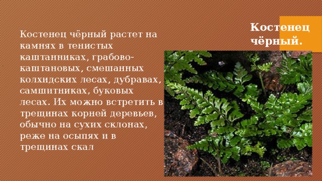 Костенец чёрный. Костенец чёрный растет на камнях в тенистых каштанниках, грабово-каштановых, смешанных колхидских лесах, дубравах, самшитниках, буковых лесах. Их можно встретить в трещинах корней деревьев, обычно на сухих склонах, реже на осыпях и в трещинах скал . 