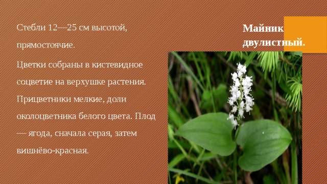 Майник двулистный. Стебли 12—25 см высотой, прямостоячие. Цветки собраны в кистевидное соцветие на верхушке растения. Прицветники мелкие, доли околоцветника белого цвета. Плод — ягода, сначала серая, затем вишнёво-красная. 