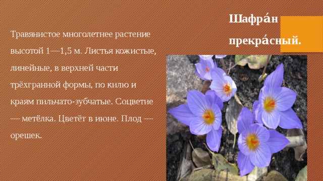 Шафра́н прекра́сный. Травянистое многолетнее растение высотой 1—1,5 м. Листья кожистые, линейные, в верхней части трёхгранной формы, по килю и краям пильчато-зубчатые. Соцветие — метёлка. Цветёт в июне. Плод — орешек. 