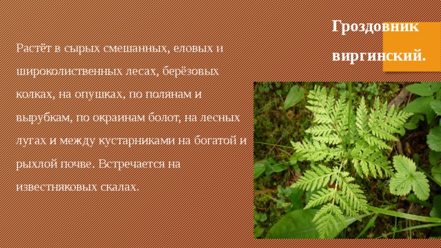 Гроздовник виргинский. Растёт в сырых смешанных, еловых и широколиственных лесах, берёзовых колках, на опушках, по полянам и вырубкам, по окраинам болот, на лесных лугах и между кустарниками на богатой и рыхлой почве. Встречается на известняковых скалах. 