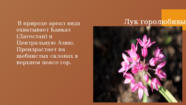Лук горолюбивый  В природе ареал вида охватывает Кавказ (Дагестан) и Центральную Азию. Произрастает на щебнистых склонах в верхнем поясе гор. 