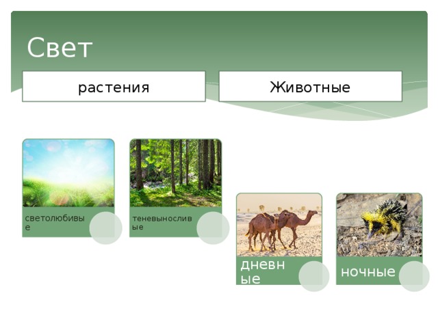 Свет растения Животные светолюбивые теневыносливые дневные ночные 