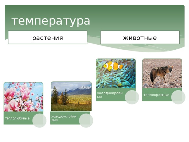 температура растения животные холоднокровные теплокровные теплолюбивые холодоустойчивые 