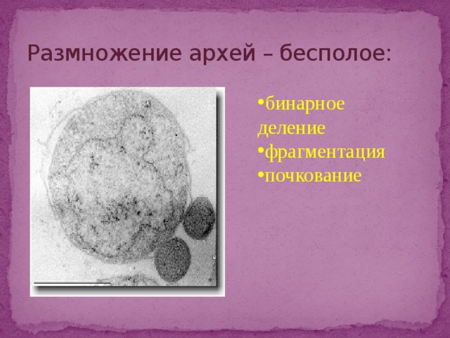 Размножение архей – бесполое: бинарное деление  фрагментация почкование 