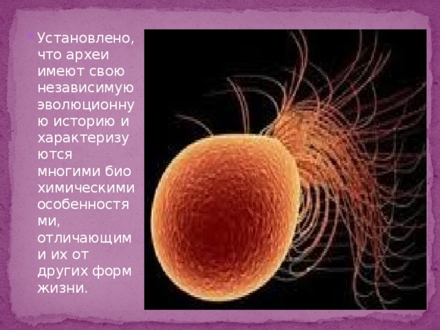 Установлено, что археи имеют свою независимую эволюционную историю и характеризуются многими биохимическими особенностями, отличающими их от других форм жизни. 