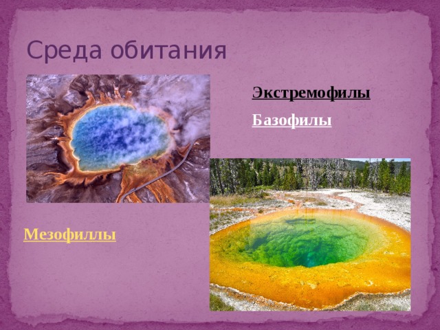Среда обитания Экстремофилы  Базофилы 