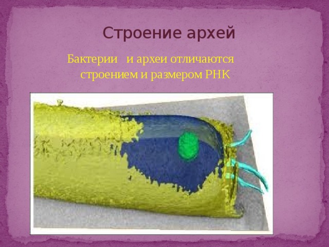 Строение архей Бактерии и археи отличаются строением и размером РНК 