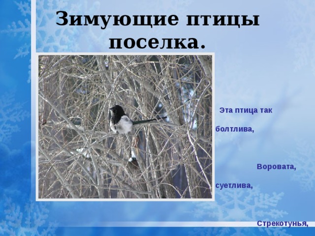 Зимующие птицы поселка. Эта птица так болтлива, Воровата, суетлива, Стрекотунья, белобока, а зовут её …(сорока). 