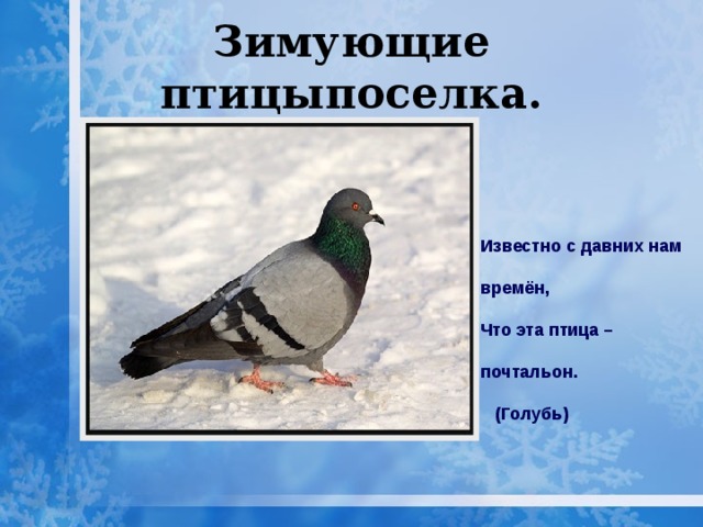Зимующие птицыпоселка. Известно с давних нам времён, Что эта птица – почтальон.  (Голубь) 
