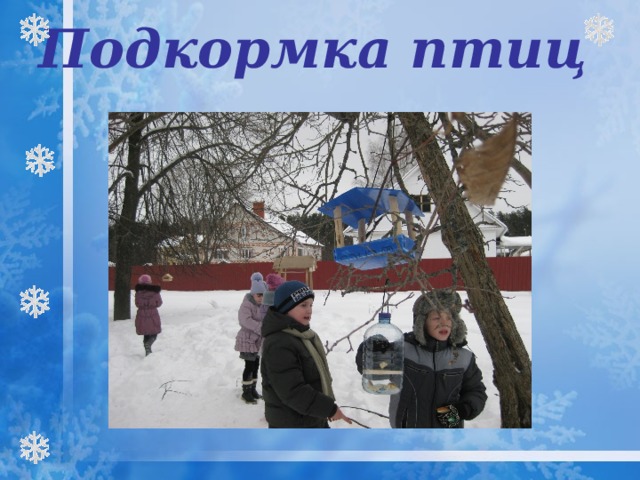 Подкормка птиц    